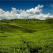 Kebun Teh Kertamanah