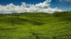 Kebun Teh Kertamanah