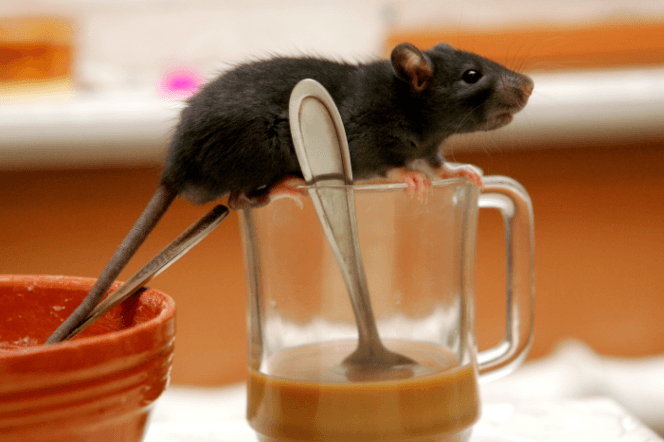 
					salah satu hewan pengerat diduga pembawa hantavirus