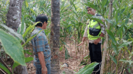 Petugas Polsek Kejobong menunjukan tempat kejadian naas menimpa Mitro Kasmin (67), warga RT 01 RW 10 Desa Langgar, Kecamatan Kejobong, Kabupaten Purbalingga.