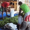 Penguatan kemandirian kelompok pembudidaya ikan dan peternak kambing berbasis energi surya kawasan Desa Silado, Kecamatan Sumbang, Kabupaten Banyumas