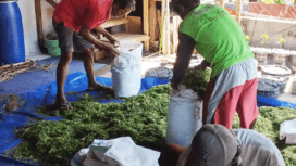 Penguatan kemandirian kelompok pembudidaya ikan dan peternak kambing berbasis energi surya kawasan Desa Silado, Kecamatan Sumbang, Kabupaten Banyumas